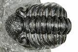 Phacopid (Adrisiops) Trilobite - Jbel Oudriss, Morocco #251639-3